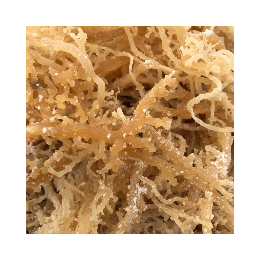 Clean Dried Eucheuma Cottonii Seaweed Used in Vegan Gels Ice Cream Thickeners and Personal Care Formulations