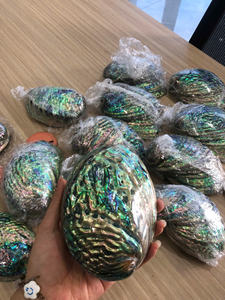 Hot Selling Wholesales Abalone Shells Natural Shiny Abalone Shells For Interior Decoration And Handmade Accessories Vietnam - Product Image 4