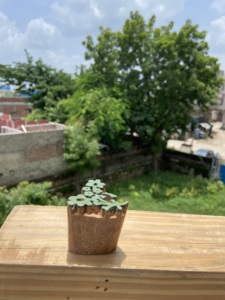 Impressions sur bois floral - Tampons d'impression sur bois sculptés à la main |   Motifs floraux |   Outils de sérigraphie textile - Product Image 5