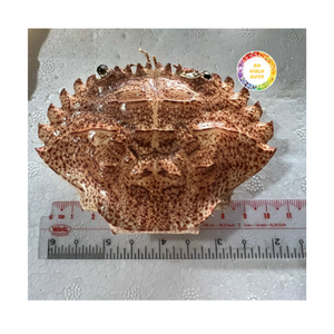 เปลือกปูแห้งแบบธรรมชาติใช้สำหรับตกแต่งร้านอาหารและอาหารสัตว์ขายส่ง - Product Image 1