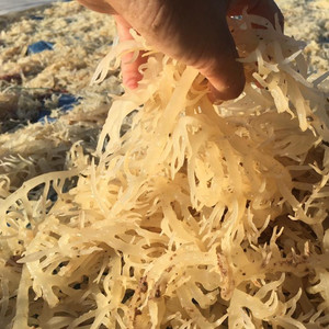 Good Quality <b>Seaweed</b> Irishmoss Seamoss Jamaica Eucheuma Cottonii From Ninh Thuan Sea Vietnam/ Serena - Product Image 1