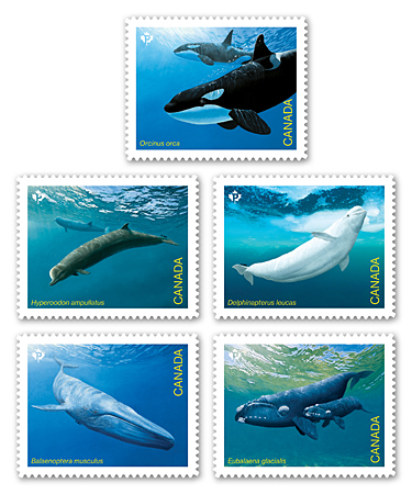 Balena permanente 5 pezzi