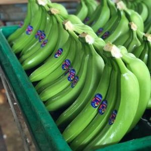 Achetez des bananes plantains fraîches de qualité supérieure/100 % naturelles à prix avantageux - Product Image 1