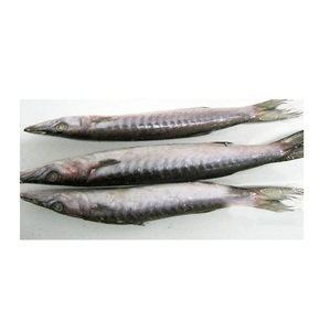 Pescado Entero de Barracuda Congelado, Exportadores de Pescado Entero de Barracuda Congelado - Product Image 4
