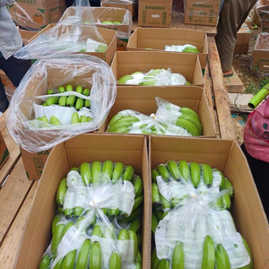 กล้วยกรีนคาเวนดิช เกรดดีที่สุด กล้วยคาเวนดิชสด 25 กก. เยอรมนี ผลไม้เขตร้อนและกึ่งเขตร้อน รับประกันคุณภาพ 100% - Product Image 5