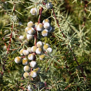 Aceite esencial de Cade puro y Natural 100%, mantenimiento de la fuerza, cuidado del masaje, fabricante de fábrica al por mayor, aceite esencial de Cade India - Product Image 1