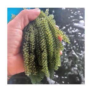 Raisin de mer séché Caulerpa Lentillifera Raisin de mer Les algues déshydratées se dilatent lorsqu'elles sont trempées. - Product Image 4