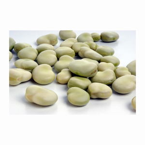 Alta calidad AA Premium GMO Horse Beans Paquete al vacío fresco Venta al por mayor Venta caliente Delicioso uso de alimentos disponible a granel - Product Image 3