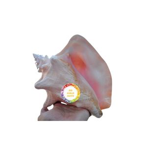 เปลือกหอยสังข์สีชมพูขนาดใหญ่เปลือกหอยเปลือกหอยมุกสีธรรมชาติขนาดใหญ่ - Product Image 2