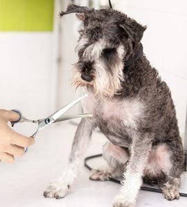 กรรไกรตัดขนสุนัขแบบโค้งพร้อมหัวกลมสแตนเลสสำหรับสัตว์เลี้ยงมีขอบคมเครื่องมือตัดขนแมว - Product Image 6