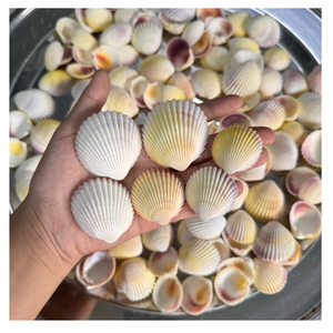 Coquillage de plage Petit paquet de coquillages pour miroirs faits à la main, décor en bois et embellissement de cadeaux du Vietnam - Product Image 6