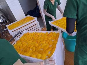 2025เวียดนามบัวสีน้ำเงินน้ำตาลมะม่วงแบบนิ่มตากแห้งปริมาณมากปราศจากน้ำตาล - Product Image 5