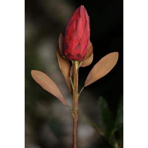 Royal Lotus Protea 86cm ดอกไม้สดตัด - Product Image 4