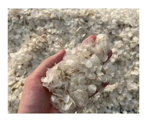 ÉCHELLES DE POISSON CRUTES SÉCHÉES À BAS PRIX D'EXPORTATION DE HAUTE QUALITÉ/ÉCHELLES DE POISSON D'OSSEIN SÉCHÉES AU SOLEIL NATURELLES pour COLLAGÈNE et GÉLATINE À PARTIR DE 99 OR - Product Image 2