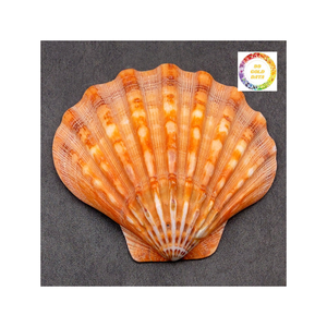 Conchas vieiras Premium de Vietnam recogidas a mano y limpiadas perfectas para decoración artesanal o eventos costeros - Product Image 4