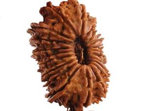 สายประคำรูดราคชาแบบดั้งเดิมสำหรับนักเรียน ซาราสวาติ บันดา 4 และ 6 มุกี ขัดเงา ผลิตในเนปาล - Product Image 3