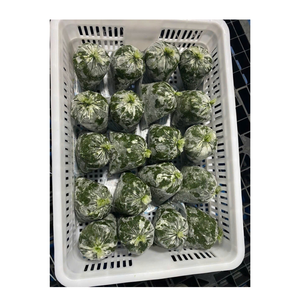 Feuilles de manioc surgelées Exportation Vietnam Usine Vente en gros en vrac Purée de feuilles de yuca taro pour le marché africain Saka Saka - Product Image 4