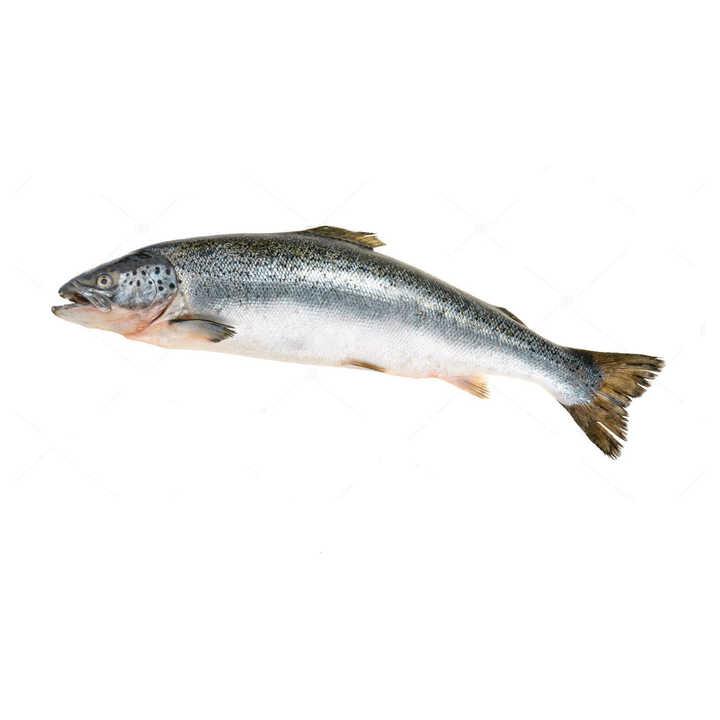 Salmon Fish for Best Seafood Cooking Wholesale Frozen Salmon Fish/Pacific Salmon Fresh Salmon Fish / Salmon From Norway -