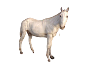 Statues de cheval en fibre de verre de taille réelle imperméables Sculpture de cheval en polyrésine - Product Image 3