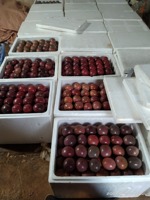 Premium Vietnam Passiefruit Vers Geoogst, Ideaal Voor Exportsap En Voedselverwerking