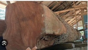 Thiên Nga Gỗ Vòng Các Bản Ghi Đa dạng Các Loại Gỗ Cứng-Gỗ Tếch Vân sam Thông Anh Đào Bạch Dương Óc Chó Sồi Đỏ Tro Gỗ Sồi Cho Đồ Nội Thất - Product Image 2