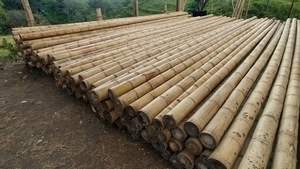 เสาไม้ไผ่โครงสร้างตรงจากโรงงานได้รับการรักษาป้องกันปลวกสำหรับใช้ก่อสร้าง - Product Image 2