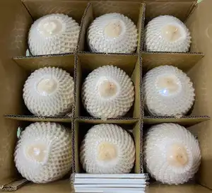 Young Diamond Peeled Young Coconut High Quality Cheap Price From Vietnam OEM Packing