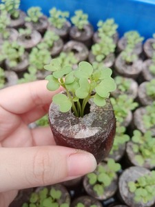 อัดเม็ดมะพร้าวพรุสำหรับการตัดรากดินสวนเกษตรอินทรีย์แทนจากเวียดนามด้วยข้อมูลทองคำ99 - Product Image 4