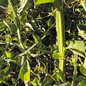 Pure 20:1 Cissus Quadrangularis Polvo de extracto de raíz de hierbas de grado alimenticio Extraído con solvente Fabricado EN LA India Empaquetado en tambor - Product Image 1