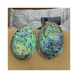 Coquillages d'ormeau naturels en gros-parfaits pour les bijoux, l'artisanat et la décoration intérieure - Product Image 3