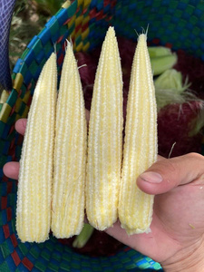 Granos de maíz congelados de suministro directo de fábrica con calidad estable para compradores mayoristas - Product Image 4