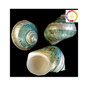 Coque turbo verte du Vietnam finition à la main brillante naturelle idéale pour le bricolage et la décoration intérieure en vrac - Product Image 1