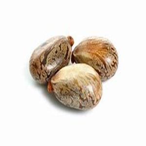 Graines de ricin naturelles biologiques brunes séchées Ricinus communis disponibles au prix du marché - Product Image 3