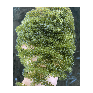 Uva Marina Laver fresca para sushi a granel, empaquetada en bolsas para ingredientes de proveedor confiable para amantes del sushi - Product Image 6