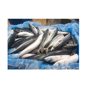 Đất Đông Lạnh Bqf Pháp Xuất Xứ Thái Bình Dương Cá Thu Cá Một Lớp Khối Giá Mỗi Thùng Carton - Product Image 2