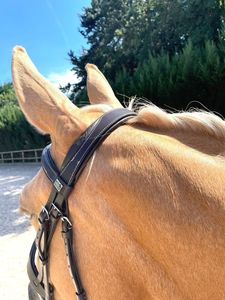 Hunter Fancy Show Western Bridle pour cheval Cob complet Noir Marron Cutaway Headpiece avec couture PVC Cuir Matériel Étanche - Product Image 3