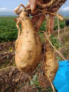 Vietnam Sweet <b>Potato</b> <b>Fresh</b> Harvest Premium Quality For Exporters Importers And Food Companies - Product Image 5