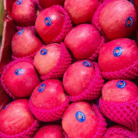 Pommes Fuji Fraîches de Qualité Supérieure en Promotion – Stockage Réfrigéré de Belgique, Couleur Rouge, Durée de Conservation de 6 Mois, En Vente