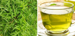 ใบโพลีสเซียส ฟรูติโคซา แห้ง สำหรับชาสมุนไพร ใบสมุนไพรธรรมชาติจากเวียดนาม สำหรับเครื่องดื่มเพื่อสุขภาพ - Product Image 2