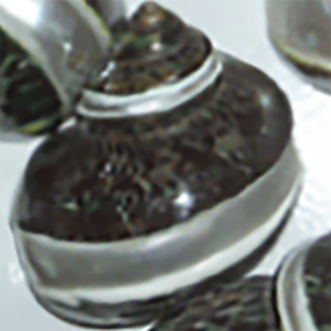 Concha pequeña tallada SEASHELL JOYERÍA Variedades de texturas con motivos de concha para prendas Artesanías naturales - Product Image 3