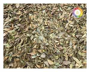 Hojas de Guanábana de Vietnam de alta calidad, hojas de té de hierbas de Graviola, secadas al sol con cuidado, disponibles en paquetes a granel y al por menor - Product Image 6