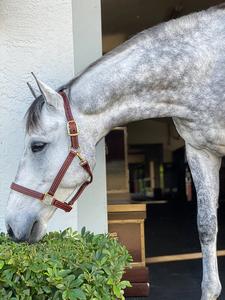 Beval LTD Cuir Durable Triple Stitch Smart Halter Construction Premium - Product Image 3