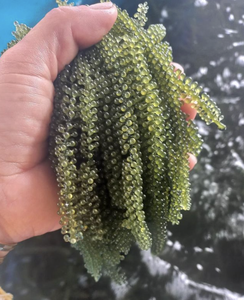 Vietnam Selected Sea Grapes Seaweed Caulerpa Lentillifera for Salad Sushi Food Ingredient Kitchen Supply - Product Image 6
