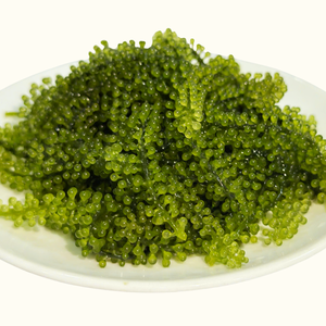 สาหร่ายองุ่นจากเวียดนามที่เก็บรักษาไว้พร้อมสำหรับการส่งออกในถุงเกลือ - Product Image 1