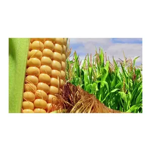 Yellow Maize Seeds 100% Natural Quality Corn Seeds For Export in Portugal