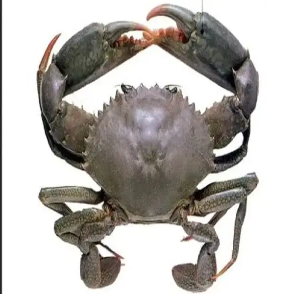 Seafood Products Crab