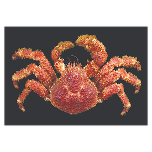 Crabe royal chilien à prix avantageux, disponible pour les commandes importantes et la revente commerciale - Product Image 3