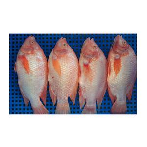 Tilapia Roja Congelada de Cultivo, Pescado Entero de 500-800 g - Product Image 1