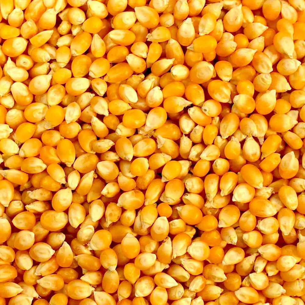 Graines de maïs jaune de haute qualité, g, pour animaux d'allemagne, sans gluant, séchées, 1 Cm de diamètre, 50 Kg