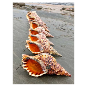 Coquillage trompette décoratif géant, fournisseur en gros de coquillages naturels et de décors océaniques - Product Image 4